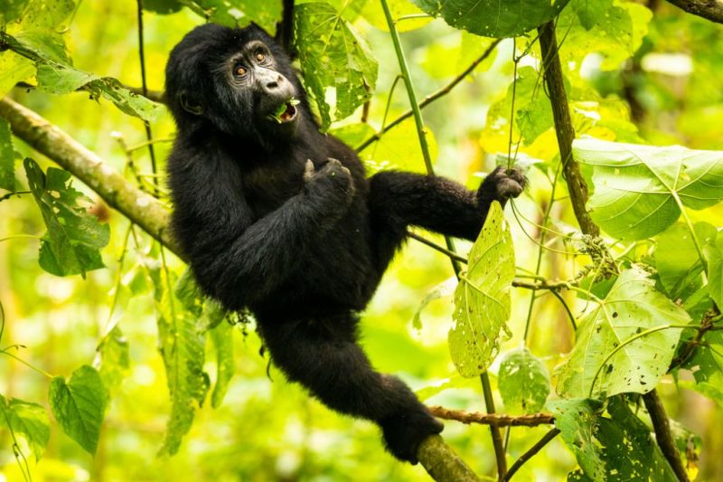 Enjoy the beauty of Bwindi Impenetrable National Park